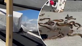 'Snakes on a Plane'? More like eels at the airport