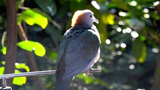 CatTV:Sulawesi Greeen Imperial pigeon @ San Diego Zoo