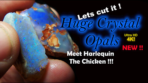 Black Opal Cutting Session Lapidary Australian Rough Opals to Gemstone Meet Harlequin the Chicken!!!