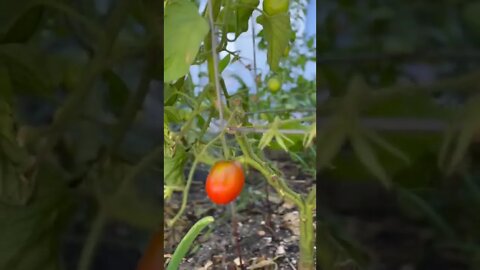 Heirloom tomato plants in the backyard vegetable garden in the summer in northern California. #short