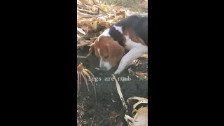 A beagle who can catch mice, do you think it can catch it?