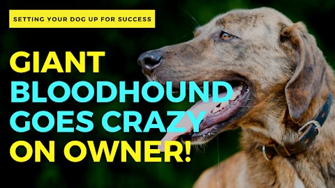 GIANT BLOODHOUND GOES CRAZY ON OWNER!