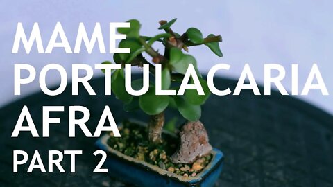 Portulacaria Afra (Update from the 2020 Mame Challenge)