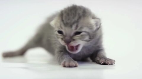 Baby kitten meowing | meow | voice | Funny cute pets lovers