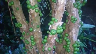 jabuticabeira produzindo azul escarlate branca branca vinho Sabará híbrida dica de vasos e adubação