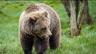 Brown bears (Ursus arctos) can be distinguished from American