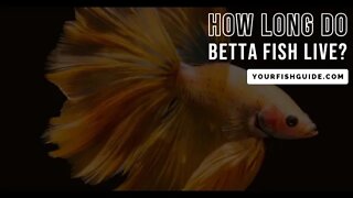 How Long Do Betta Fish Live? ~ Educational ~ Things To Know: Life-span Of Male & Female Betta