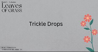 Leaves of Grass - Book 5 - Trickle Drops - Walt Whitman