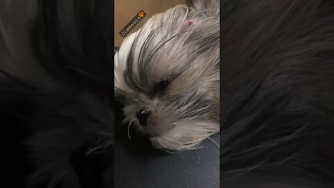 My Shih Tzu puppy likes to sleep on my laptop 🐶