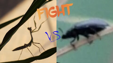 A Baby Praying Mantis VS a little Beetle