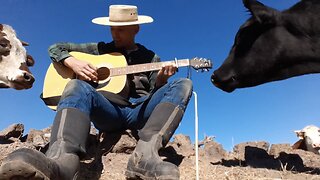 Cows love when I play my guitar for them