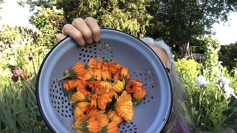 Calendula Blossoms Morning Harvest🌿💮 Foxglove & Musing... me working with the Season to slow down💚🌷💚