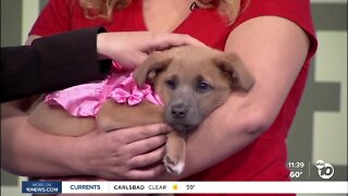 Pet of the Week: Val