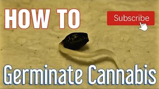 How to Germinate Cannabis Seeds | Grow weed easily