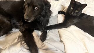 Adorably friendship story between indoor dogs & stray cat