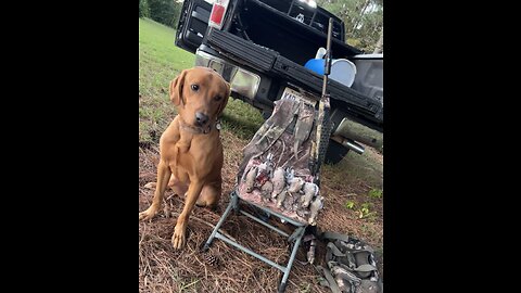 Pushing Dove Season 2023 To It's Limits