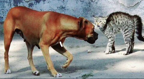 When the cat got up, seeing the dog, immediately got scared.