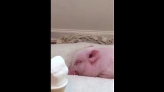 Mini Pig Eats Ice Cream For The First Time