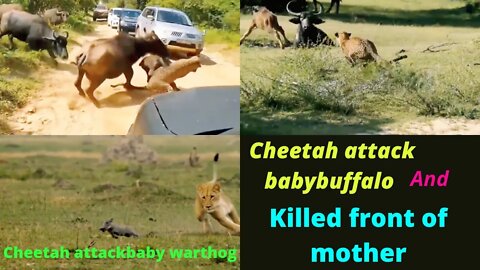 OMG! Cheetah attacks Baby buffalo front of his mother || 2022 ||