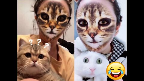 Cats Reaction with Cat Filter