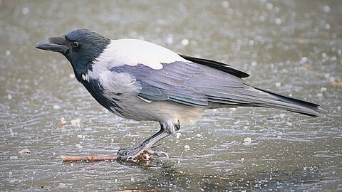 The Pond is Frozen Solid, so Hooded Crows on Ice it is