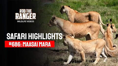 Safari Highlights #686: 09 April 2022 | Lalashe Maasai Mara | Latest Wildlife Sightings