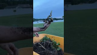 Jersey white sweet potato harvest #gardeningwithbarchuckin #shorts