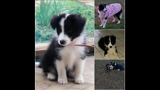 Tribute to my Border Collie and dearest friend.