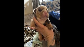 Cute English Bulldog Pups