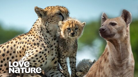 Cheetah Mom Distracts Hungry Hyena from Cubs in Bold Encounter | Love Nature