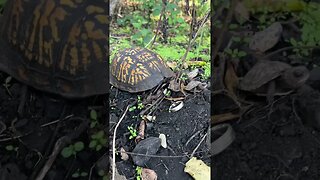 BABY BOX TURTLE 😍 #reptiles #herpetology #animal #reptile #nature #turtle #boxturtle #wildlife