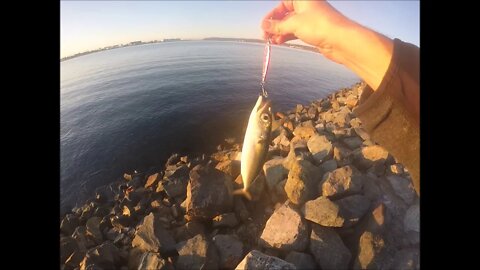 Harbor Island Mackerels!