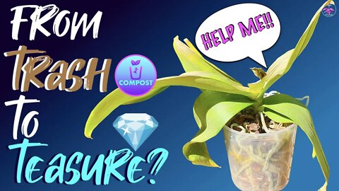 Phalaenopsis Rescue 101 | Extreme Orchid Rescue Mission Day 1 | Orchid Fresh from the Dumpster |