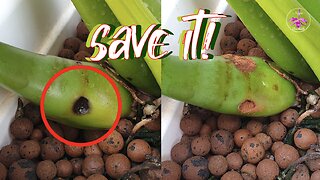 How to SAVE Your Orchid SPOT TREAT BACTERIAL INFECTION on Pseudobulbs TUTORIAL Demo #ninjaorchids