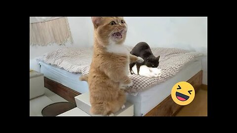 Try Not To Laugh Cats And Dogs Videos 😁 - Best Funniest Animals Video 2024