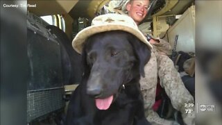 Marine vet trying to save dog who also served in Afghanistan