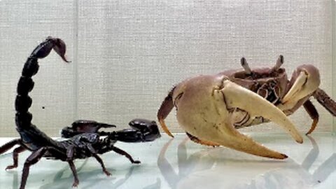 Are scorpion stingers effective against crabs?
