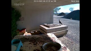 Baby magpie siblings