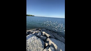 Birds flying over the sea