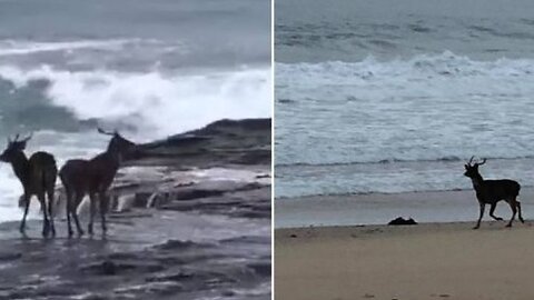 Deer 🦌 enjoying a beach day