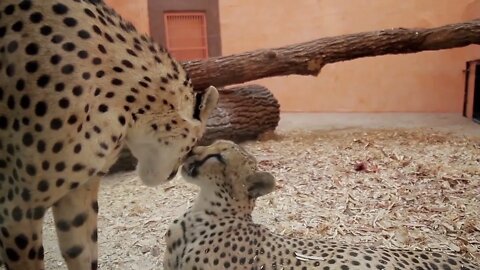 Two cheetah kiss. Cheetahs licking each other