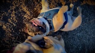 TURBEAU THE FRENCHIE PLAYING WITH BULLDOG PUPPY