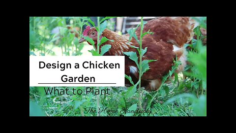 Planting a Chicken Garden with Purpose