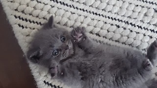 Little Kitten Knows How To Get A Belly Rub