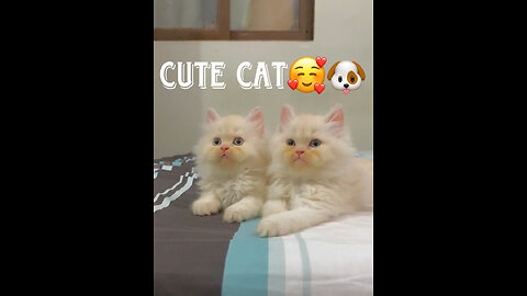 Cute 2Cat🥰🐶 Mashallah🥰🖤