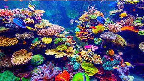 4k Aquarium Coral Reef | Ocean Beauty | Relaxing Music #music #relax #asmr
