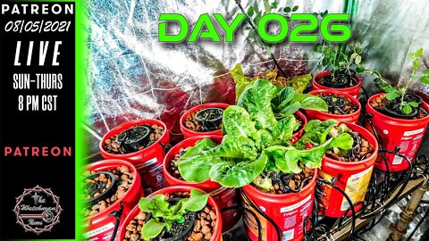 The Watchman News - Day 026 Daily VLOG - Apartment Size Indoor Economic Hybrid Hydroponic Gardening