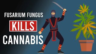 You May Need to DESTROY Your Cannabis Plants: Fusarium Fungus