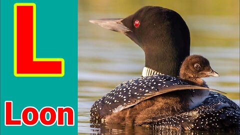 learn animals name for Kids | Animals name start with l | Animals names start with Letter l
