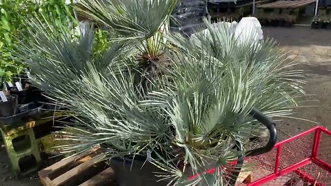 Big Chamaerops humilis cerifera for sale